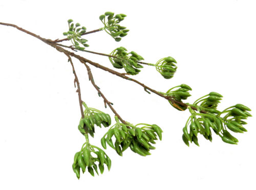 Pollen nation plant