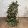 Emerald cascade hanging vine 111cm