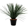 Tillandsia magnus potted