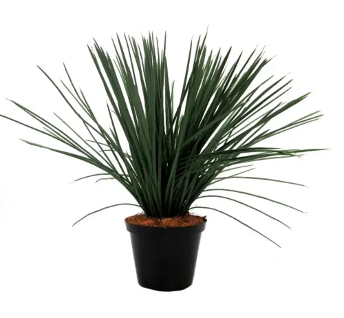 Tillandsia magnus potted