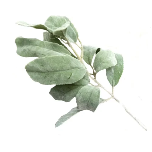 Langostisglauca spray