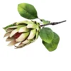 Protea perfection innocentia