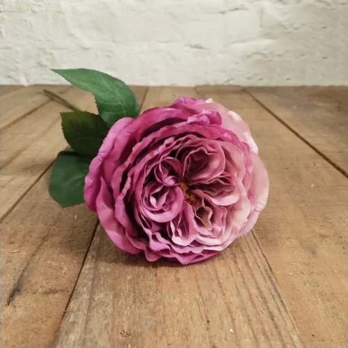 Stardust plum peony rose
