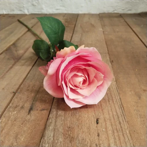 Sunset rose 67cm