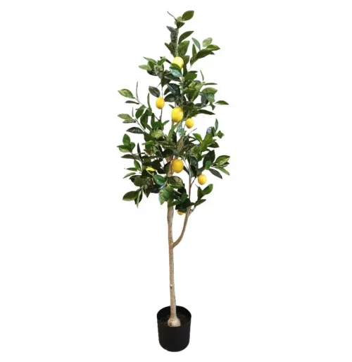 Lemon tree 150cmh
