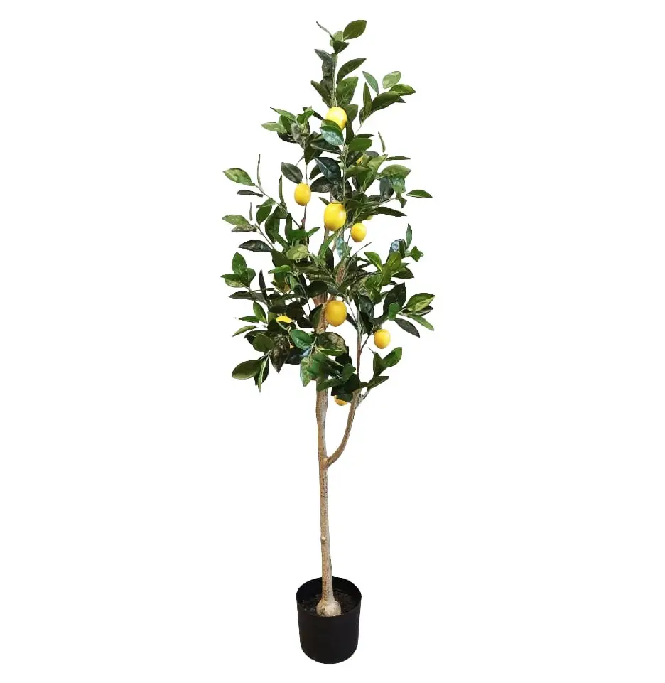 Lemon tree 150cmh