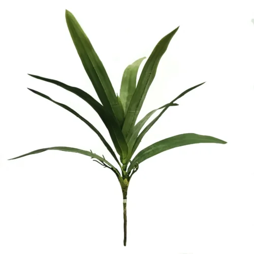 Cymbidium leaf extravaganza