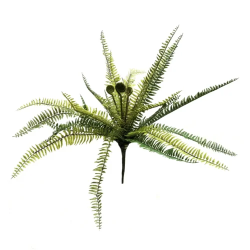 Fern fulsome