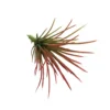 Airplant piccolo