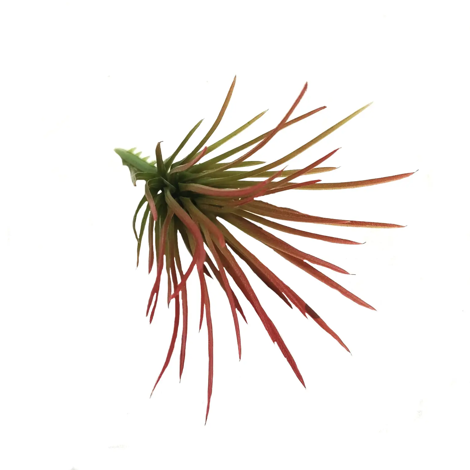Airplant piccolo