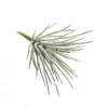 Airplant urchina