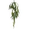 Treehugger staghorn fern