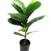 Fiddle tree 58cmh