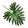 Philodendron leaf 68cml