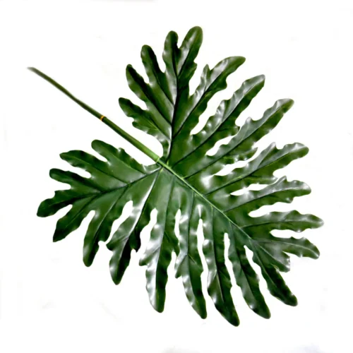 Philodendron leaf 68cml