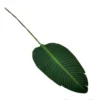 Giant bird of paradise leaf 91cml