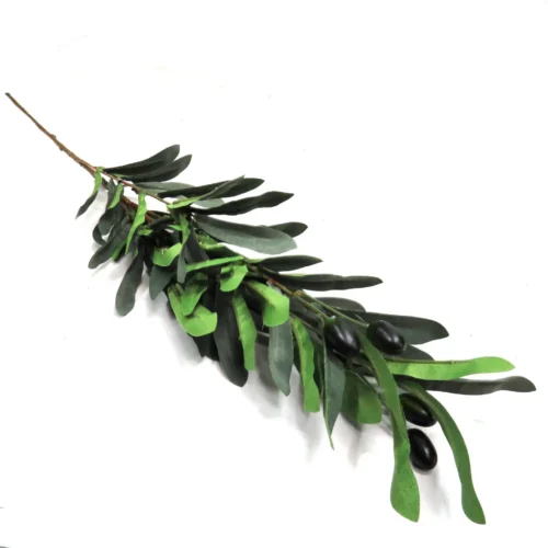 Tuscan olive stem black fruit