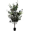 Ficus tree 165cmh