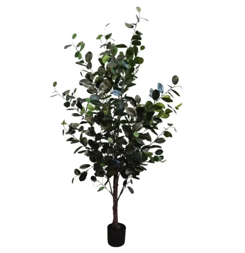 Ficus tree 165cmh