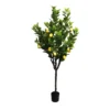 Lemon tree 185cmh