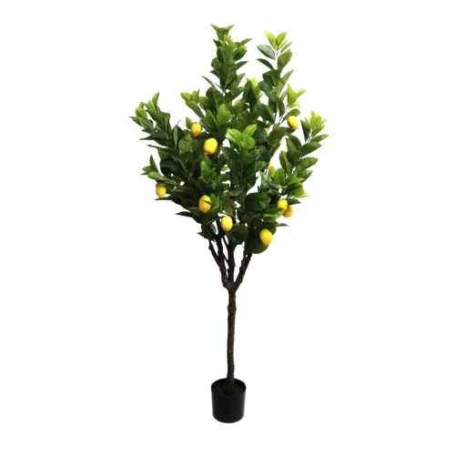 Lemon tree 185cmh