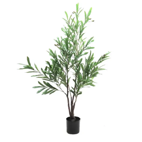 Fruiting Olive tree 120cm