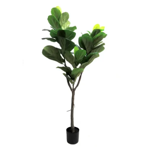 Fiddle tree 150cmh