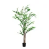rondiflorium leaf tree 190cmh