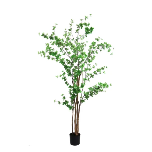 rondiflorium leaf tree 190cmh