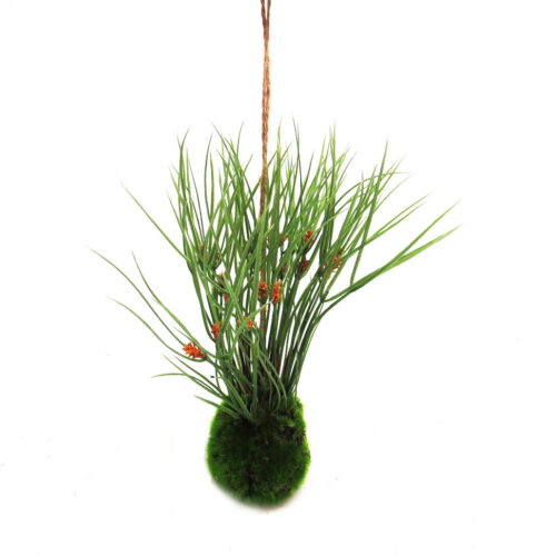 Kraanzkloof reed ball