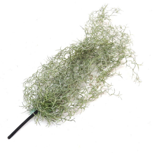 Airplant windward