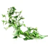 Zebrina vine