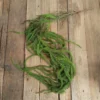 Amaranthus green