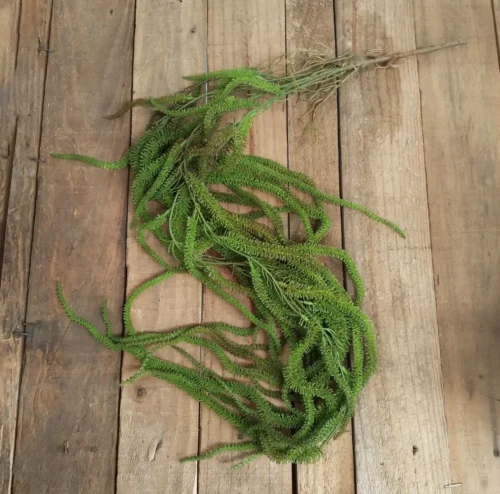 Amaranthus green