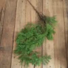Easy going vine
