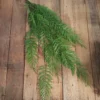 Cedar sprig