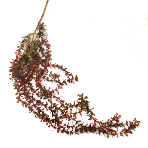 Painted lady vine