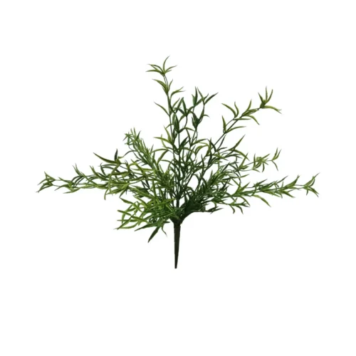 Fern terrestrial