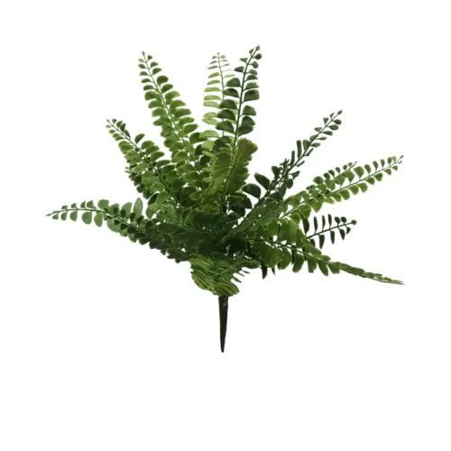 Fern sporophyte