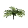 Fern maidenhair