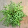 Wall mounted fern flamboyant.