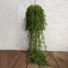 Bottlebrush fern plantball