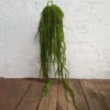 Medusa plantball 145cml
