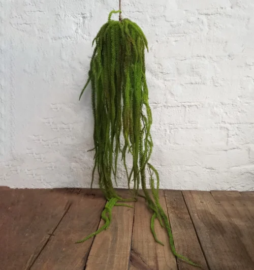 Medusa plantball 145cml