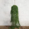 Weeping willow plantball 123cml