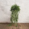 Fern spiral hanging plant ball