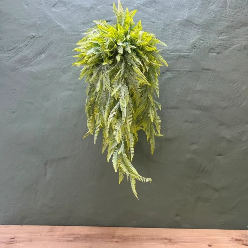 Paradiso hanging plant ball