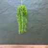 Ocean pearl Hanging plant ball