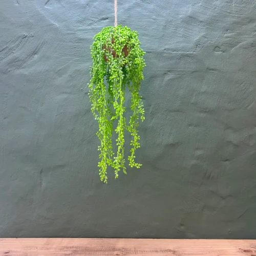 Ocean pearl Hanging plant ball