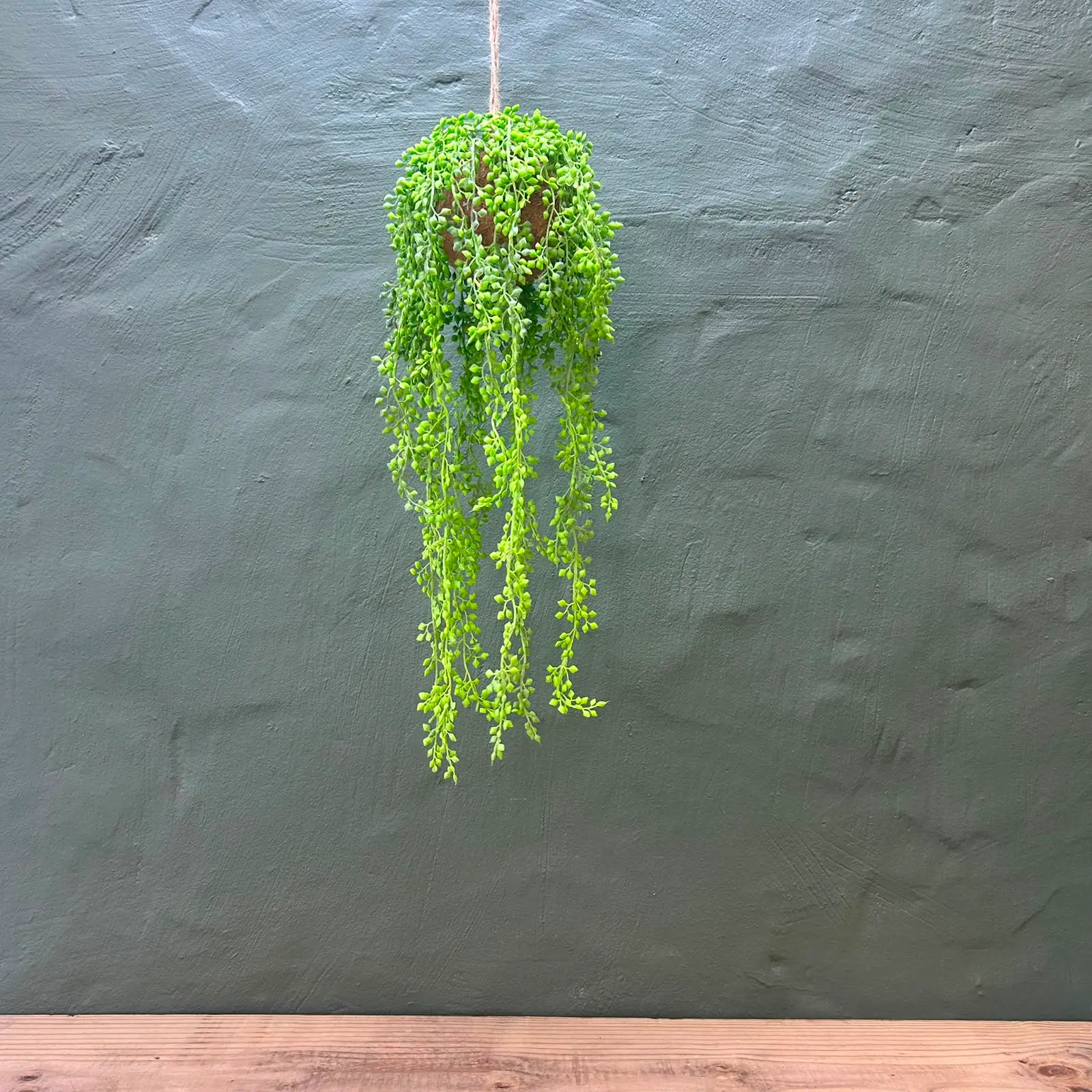 Ocean pearl Hanging plant ball